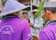 Calon Bupati Tangerang Panen Raya Jagung Ungu di Desa Sukamulya