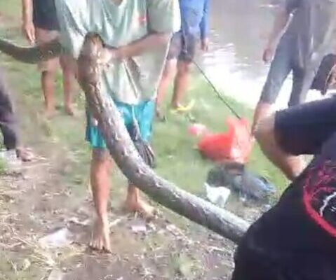 Ular Sanca Sepanjang 6 Meter Berhasil di Tangkap Warga Desa Buaran Jati