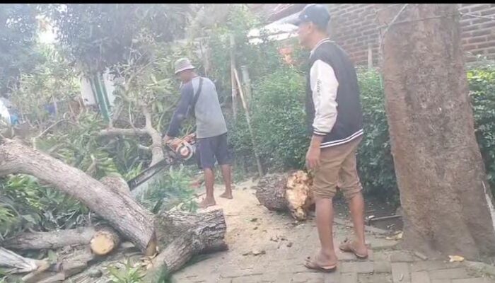 Kades Pangarengan Dan Warga Sigap Atasi Pohon Tumbang Di Wilayahnya