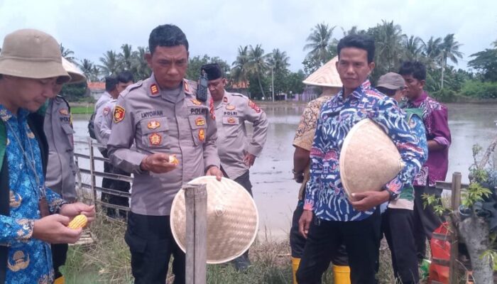 Dukung Program Ketahanan Pangan Nasional, Desa Sukadiri Panen Raya Jagung Kuartal I Tahun 2026