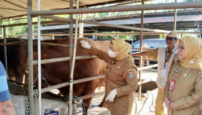 Wabup Intan Monitoring Pemeriksaan Hewan Kurban Jelang Hari Raya Idul Adha 1447 H