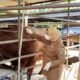 Wabup Intan Monitoring Pemeriksaan Hewan Kurban Jelang Hari Raya Idul Adha 1447 H