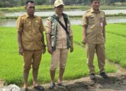Tingkatkan Ketahanan Pangan, DPKP Kabupaten Tangerang Uji Coba Tanam Padi Sistem Tabela di Desa Klebet