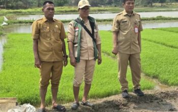 Tingkatkan Ketahanan Pangan, DPKP Kabupaten Tangerang Uji Coba Tanam Padi Sistem Tabela di Desa Klebet