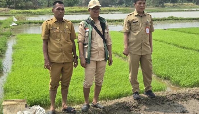 Tingkatkan Ketahanan Pangan, DPKP Kabupaten Tangerang Uji Coba Tanam Padi Sistem Tabela di Desa Klebet