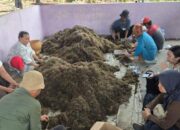 Pemkab Tangerang Gandeng BRIN Riset Peningkatan Produksi Padi Sawah di Mekar Jaya Sepatan