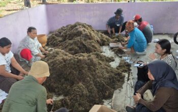 Pemkab Tangerang Gandeng BRIN Riset Peningkatan Produksi Padi Sawah di Mekar Jaya Sepatan
