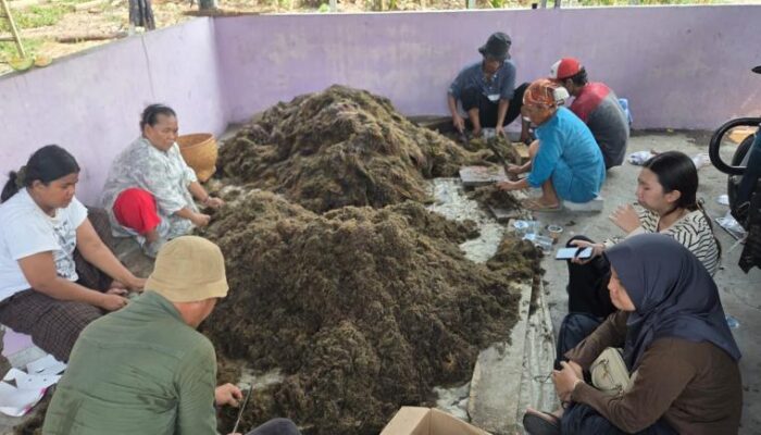 Pemkab Tangerang Gandeng BRIN Riset Peningkatan Produksi Padi Sawah di Mekar Jaya Sepatan