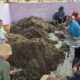Pemkab Tangerang Gandeng BRIN Riset Peningkatan Produksi Padi Sawah di Mekar Jaya Sepatan
